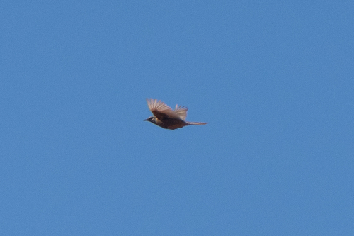 Brown Songlark