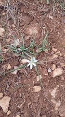 Ornithogalum fimbriatum
