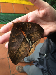 Automeris postalbida