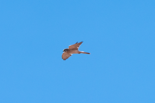 Nankeen Kestrel