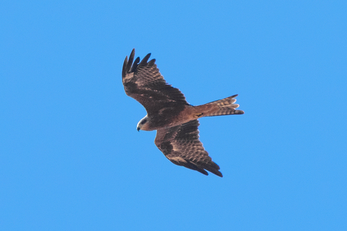 Black Kite