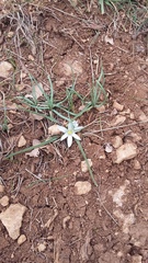 Ornithogalum fimbriatum