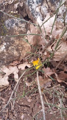 Crocus angustifolius