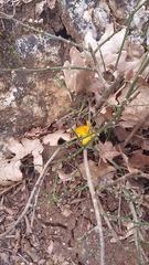 Crocus angustifolius