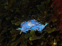 Facelina auriculata