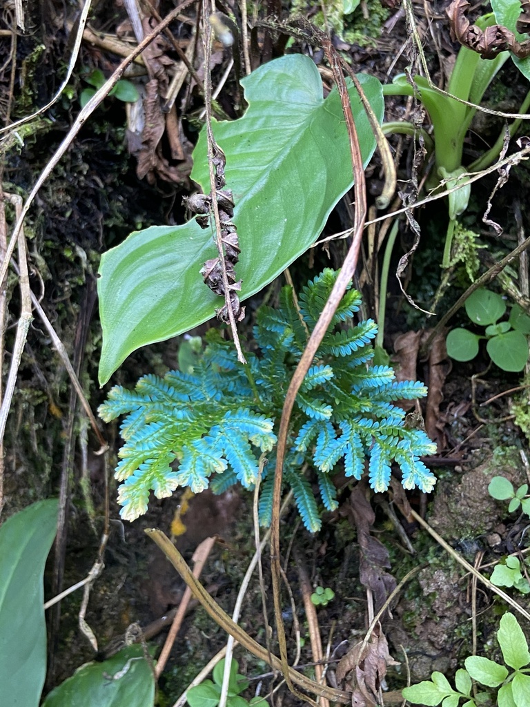 Willdenow's spikemoss (Selaginella willdenowii)