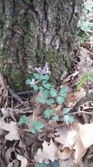 Corydalis paczoskii