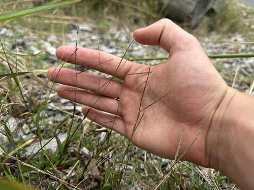 Digitaria violascens iNat (1)