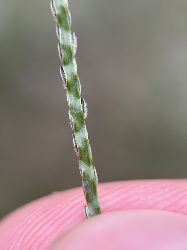 Digitaria violascens