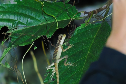 Malayan Crested Lizard