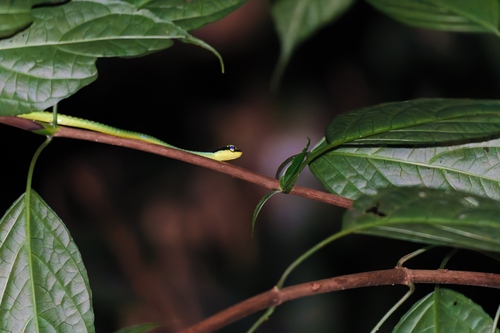 Elegant Bronzeback