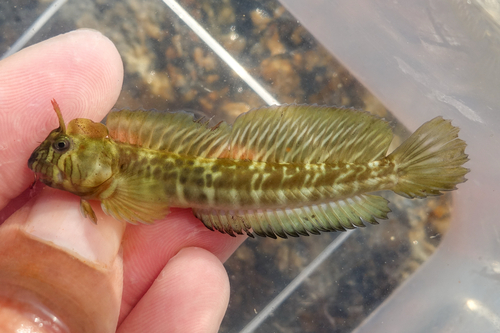 Oort's rockskipper (Praealticus oortii) — Blenniidae — 2