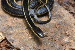 Thamnosophis lateralis