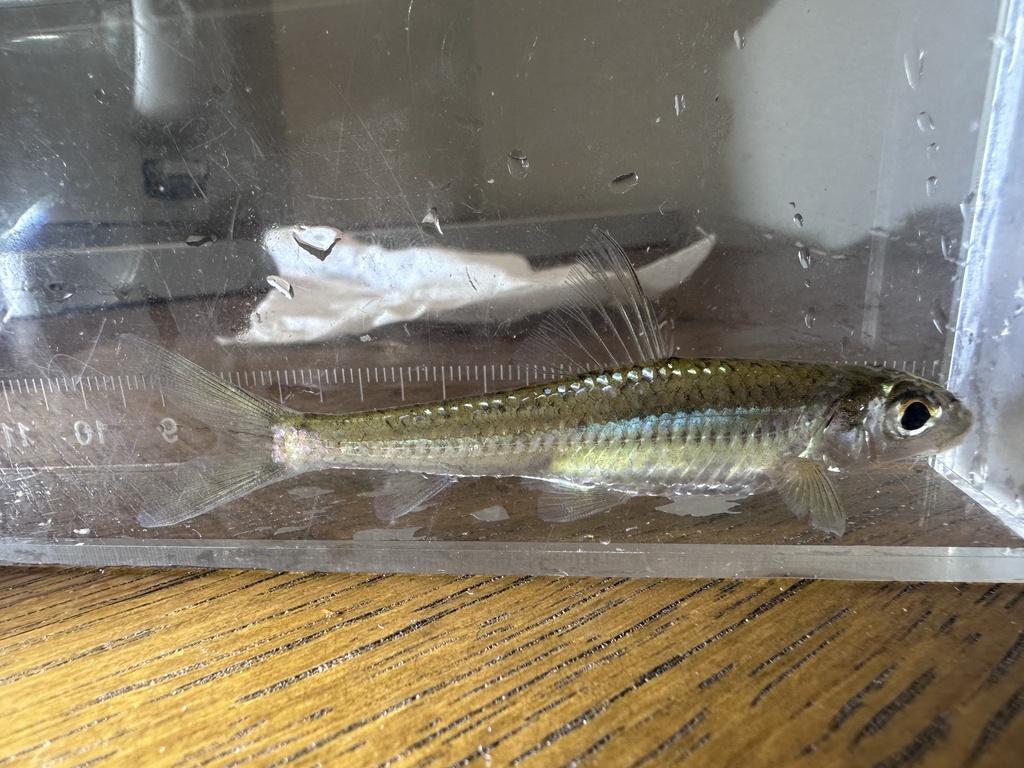 Silver gudgeon (Squalidus argentatus) — Cyprinidae