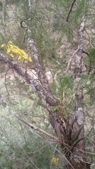 Trichocentrum brachyphyllum