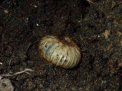 Cotinis mutabilis