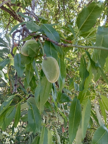 Avistamiento Almendro