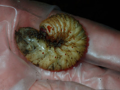 Cotinis mutabilis