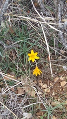 Crocus angustifolius