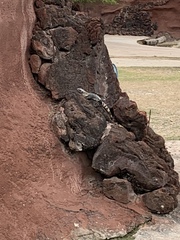 Ctenosaura pectinata