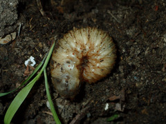 Cotinis mutabilis