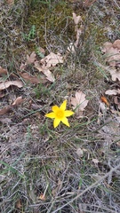 Crocus angustifolius