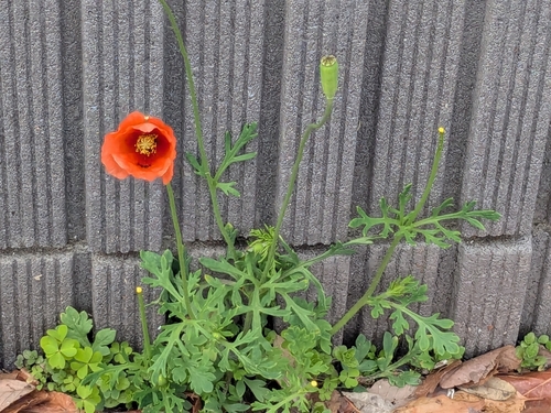 Papaver lecoqii