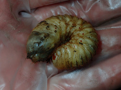 Cotinis mutabilis
