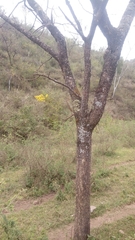 Trichocentrum brachyphyllum