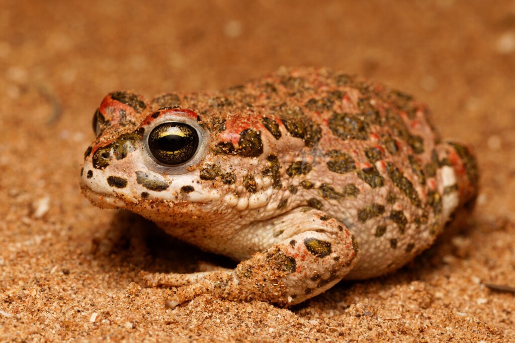 African Green Toad