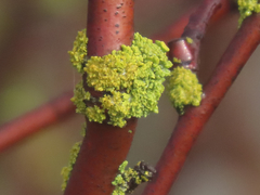 Polycauliona polycarpa
