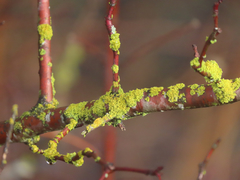 Polycauliona polycarpa
