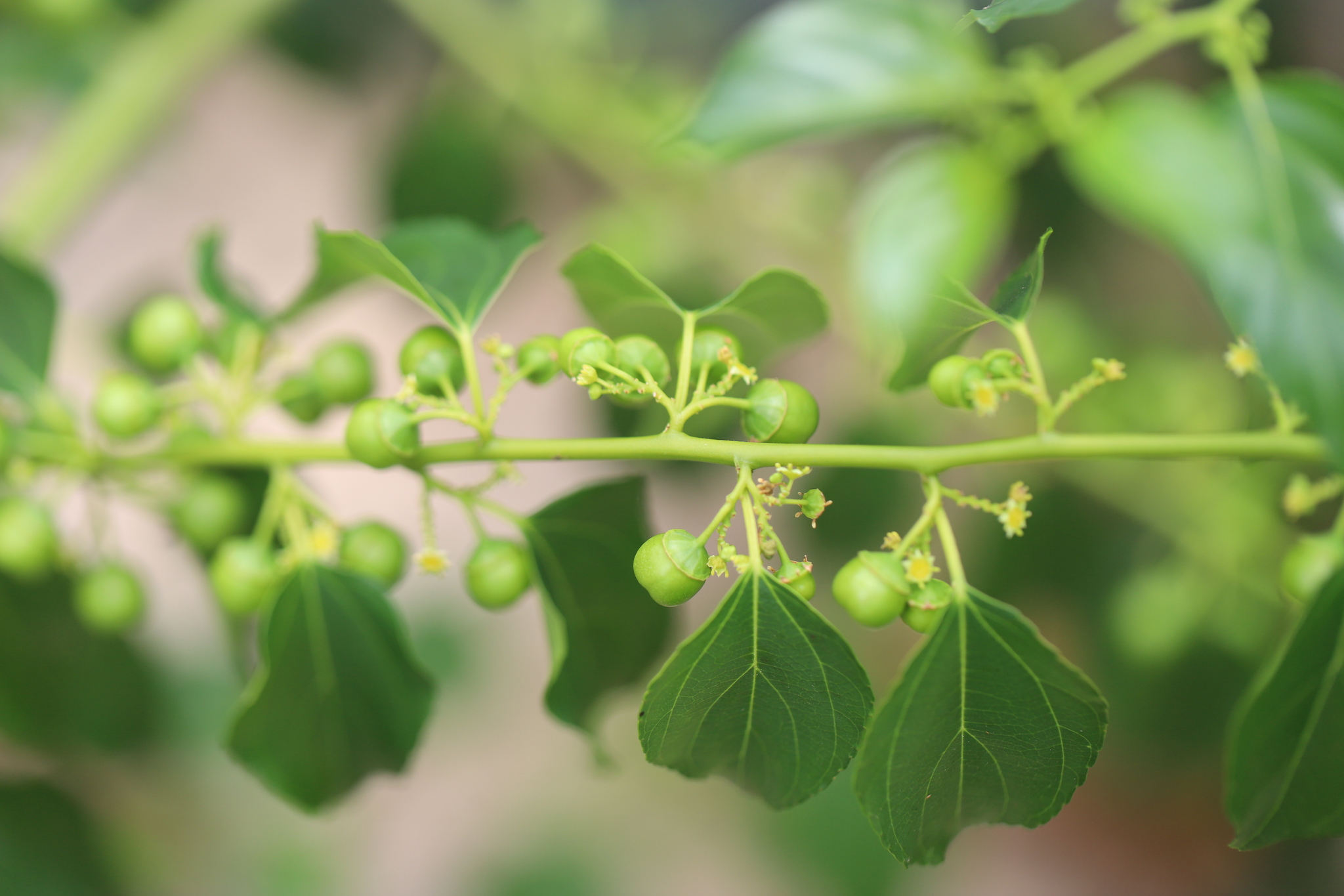 Latherleaf (Colubrina asiatica)