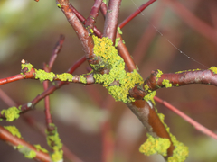 Polycauliona polycarpa