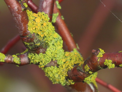 Polycauliona polycarpa