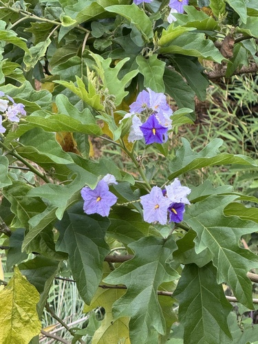 Solanum wrightii observed 2026-03-29