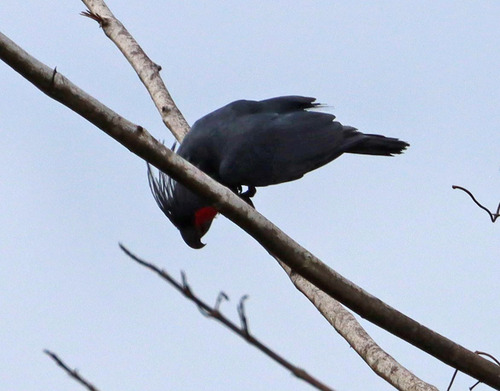 Probosciger aterrimus