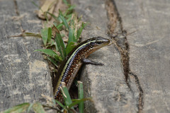 Zonosaurus madagascariensis