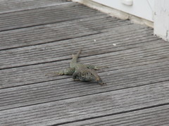 Pholidoscelis plei