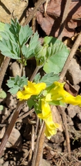 Corydalis flavula