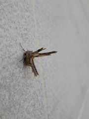 Apochima flabellaria