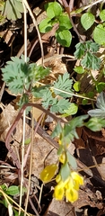 Corydalis flavula