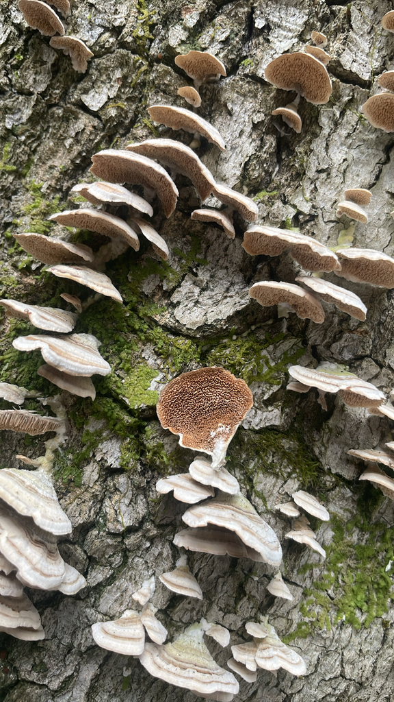 Trichaptum biforme · March 2026 · photo: © mnerrie (iNaturalist, cc-by)