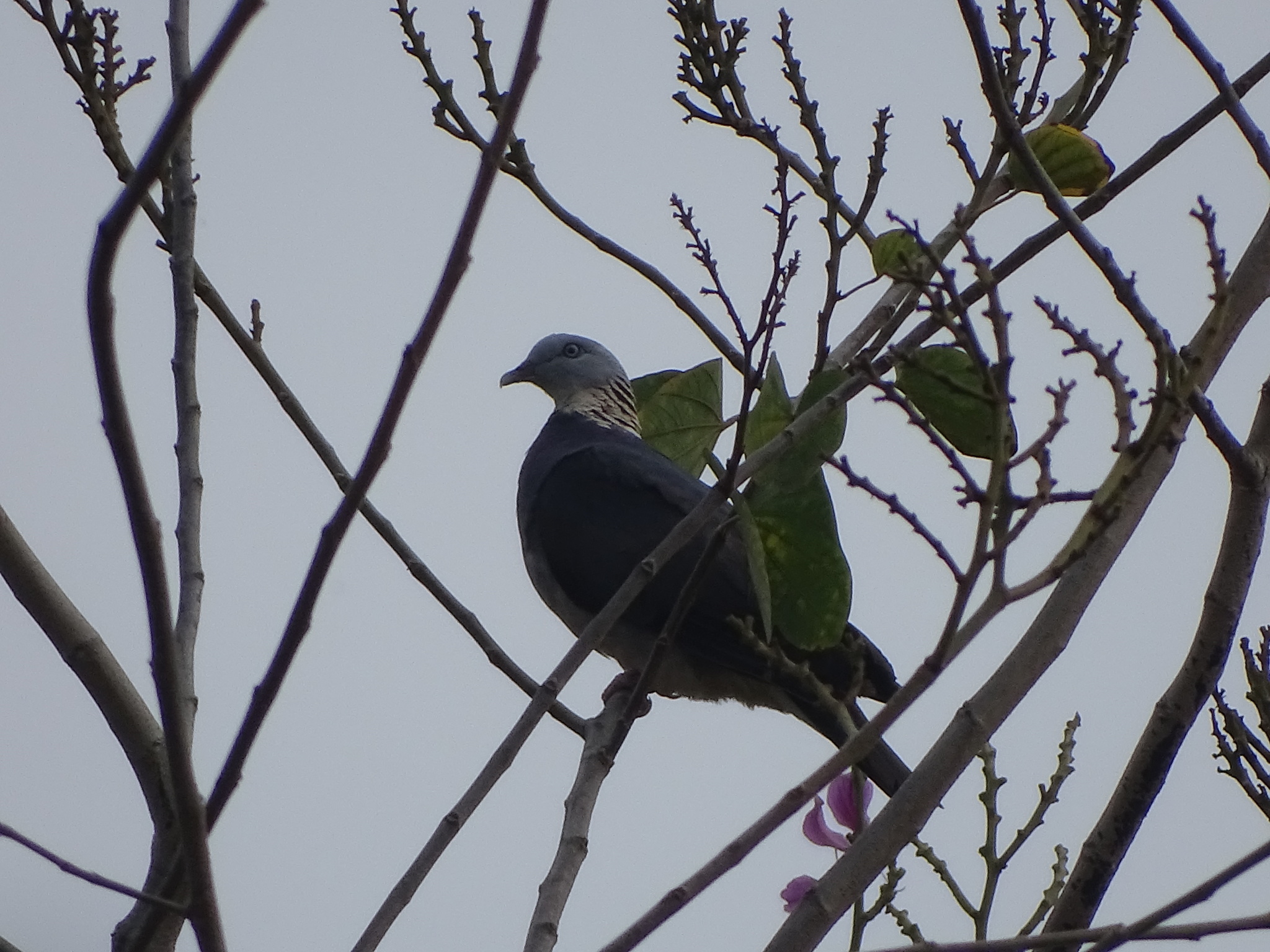 Ashy Wood Pigeon (Columba pulchricollis), photo 6