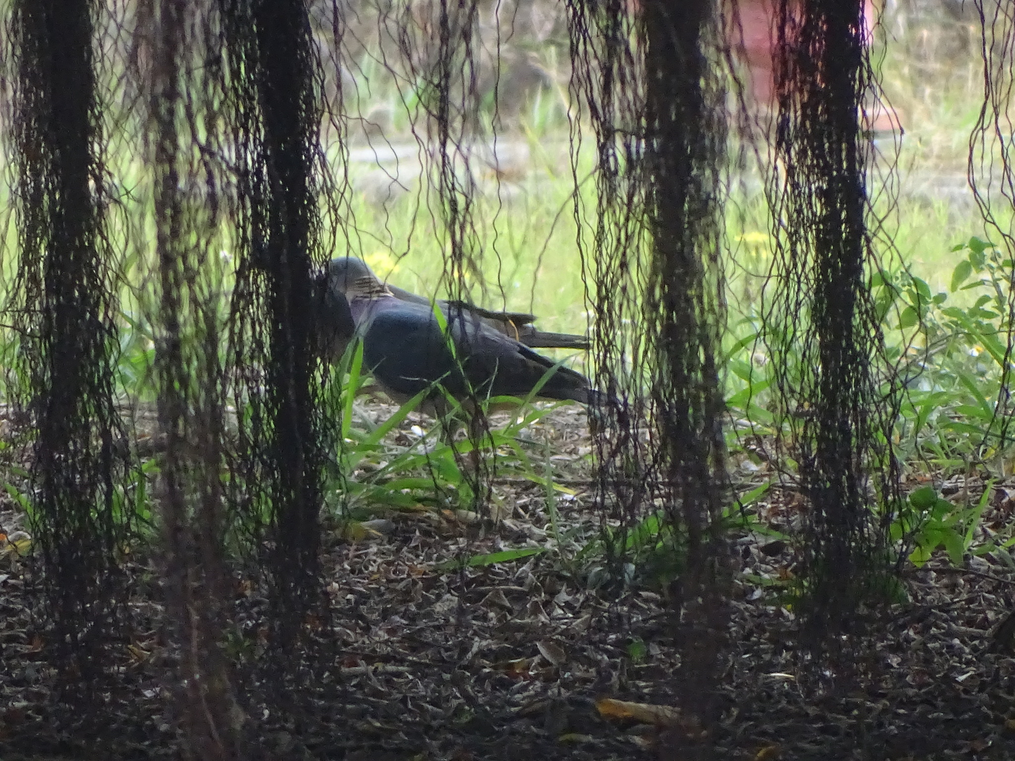 Ashy Wood Pigeon (Columba pulchricollis), photo 5