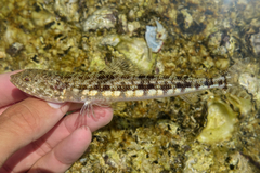 Variegated Lizardfish photo 3