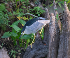 Nycticorax nycticorax image