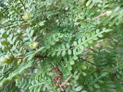 Weinmannia tomentosa