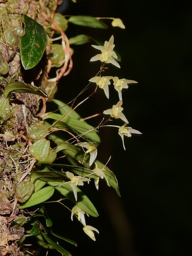 tiny strand orchid (Bulbophyllum exiguum)