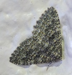 Triphosa californiata